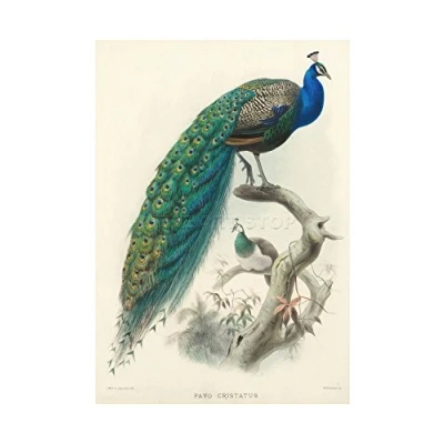 Image of Wee Blue Coo Animal Peacock Bird Scientific Pavo Cristatus Picture Wall Art Print