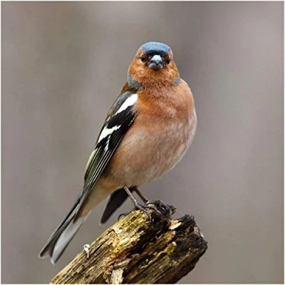 Image of Chaffinch Bird Greeting Card with sound
