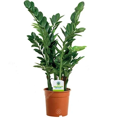 Image of GardenersDream Zamioculca Zamiifolia Plant in Pot Live Air Purifying Indoor for Home and Office Evergreen House Great Gifts Lovers (30 40 cm)