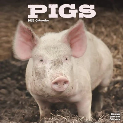 Image of Pigs 2025 Square Wall Calendar Animal, Wildlife, Farm ENGLISH EDITION: Original Avonside Kalender [Mehrsprachig] [Kalender]