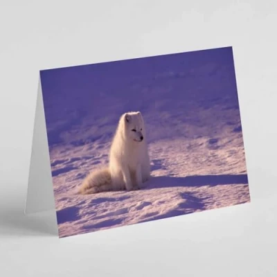Image of Beebooh snow fox sitting on birthday card