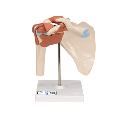 Image of 3B Scientific A80/1 Deluxe Functional Shoulder Joint Model + free Anatomy App Smart