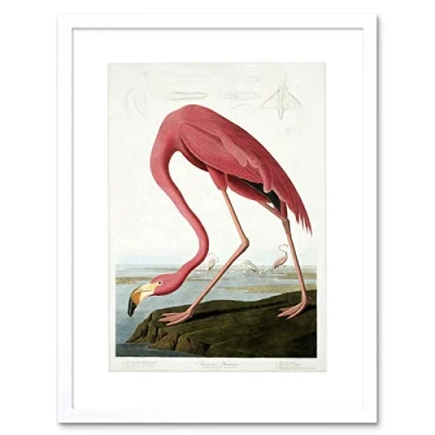 Image of Wee Blue Coo Audubon American Flamingo Artwork Framed Wall Art Print 9X7 Inch