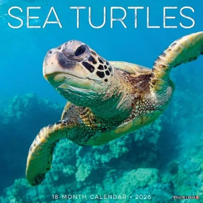 Image of Sea Turtles Calendar 2026