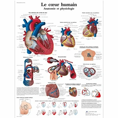 Image of 3B Scientific VR2334UU Anatomical Chart &quot;Le Cœur Humain, Anatomie et Physiologie&quot;, Paper Version