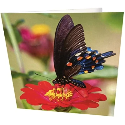 Image of Maturi Butterfly Photographic Blank Birthday Greetings Card, 15.5 x cm