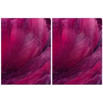 Image of Burgundy Feathers, 100 Pack (2 Pack)