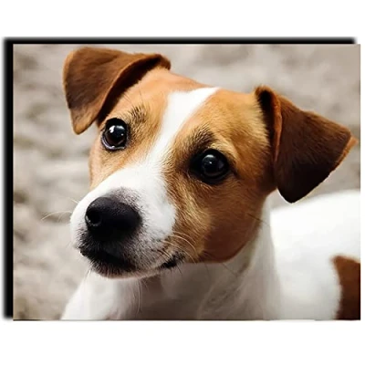 Image of PAMMUQ Paint by Number for Adults DIY Oil Painting Kits with Brushes and Acrylic Pigment Canvas Decor Gifts 16 x 20 inch Jack Russell Terrier Dog ，Frameless