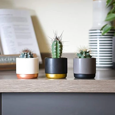 Image of Thompson &amp; Morgan Succulent Small Cactus Plants Indoor Gift Idea House Plant Easy to Grow For Office Conservatory Home 5 x 5.5cm Mixed Cacti