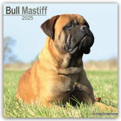 Image of Bullmastiffs 2025 Square Wall Calendar by Red Robin Publishing