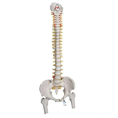 Image of 3B Scientific A59/2 Lifetime Flexible Spine with Femur heads + free Anatomy App Smart
