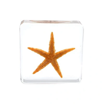 Image of Rainbow_Road Real Marine Starfish Specimen Resin Desk Paperweight Sea Star Taxidermy Science Classroom for Education