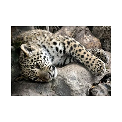 Image of Wee Blue Coo Photo Nature Animal Sleepy Jaguar Big Cat Wall Art Print