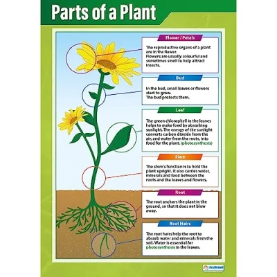 Image of Daydream Education Parts of a Plant Classroom Poster EXTRA LARGE A1 (850mm x 594mm) Gloss Paper Science Secondary School Wall Charts