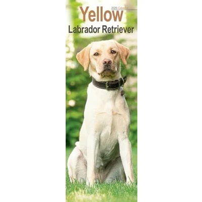 Image of Yellow Labrador Retriever Slim Calendar 2026