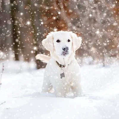 Image of Paper House Pack of 6 Artistic Charity Christmas Cards &#039;Dog In The Snow&#039; Snow Flurry From Great British Card Company