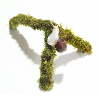 Image of Begeterday Pet Snail Climbing Toys, Ideal Terrarium Accessories, Perfect for Snails that Like to Climb