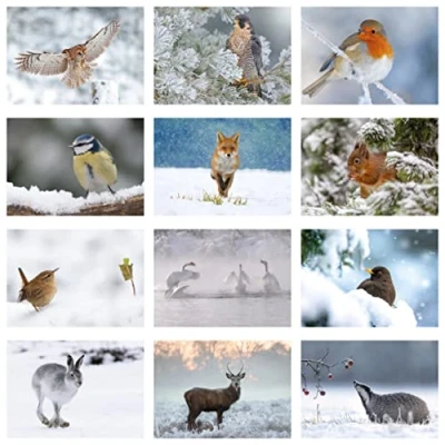 Image of Pack of 24 British Winter Wildlife Greeting Cards. Blank Cards and Envelopes. Eco friendly Cards, Envelopes Box. Inside.