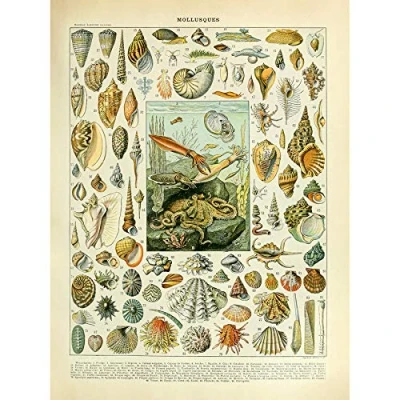 Image of Artery8 Millot Encyclopedia Page Molluscs Shells Art Print Canvas Premium Wall Decor Poster Mural