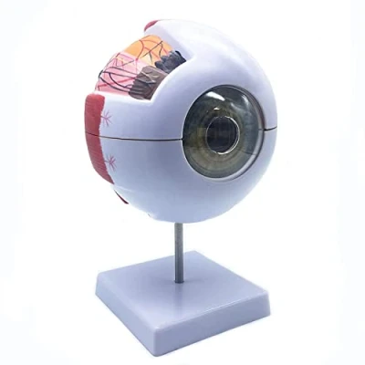 Image of Okeeyseda 6X Enlarged Human Eye Anatomical Model,Anatomically Accurate Model Anatomy for Science Classroom Study