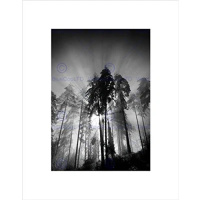 Image of Wee Blue Coo Trees Light Fog Black White Art Wall Print