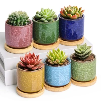 Image of T4U 6cm Ice Crack Serial Ceramic Succulent Plant Pot Set of 6, Small Pots with Tray for Cactus Succulent, Mini Colourful Planter Garden Gifts, Round Container Plants Indoor Decoration