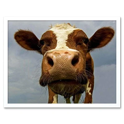 Image of Wee Blue Coo Funny Cow Farm Animal Close Up Art Print Framed Poster Wall Decor 12X16 Inch