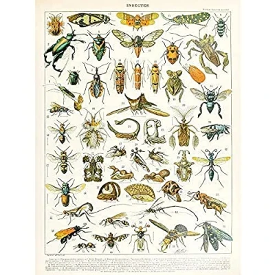 Image of Artery8 Millot Encyclopedia Page Insects Cicada Art Print Canvas Premium Wall Decor Poster Mural