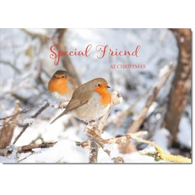 Image of doodlecards Special Friend Christmas Card Two Robins in Tree Medium Size for with Plain Envelope