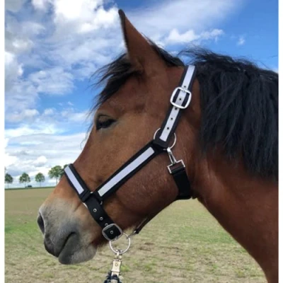 Image of Halter for Horses Coldblood XXfull, Stable Adjustable 2 Compartments on Chin Strap and Headpiece (Black/White, XXFull (Cold Blood))