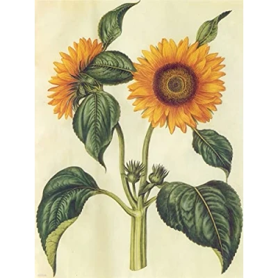 Image of onthewall Sunflower Natural History 30x40cm Art Poster Print, White