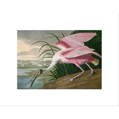 Image of Wee Blue Coo Audubon American Roseate Spoonbill Wall Art Print