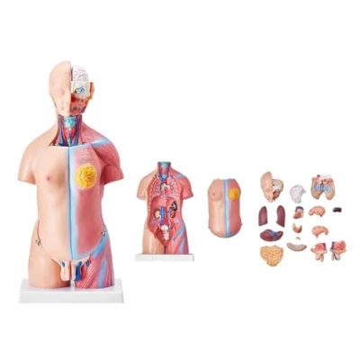 Image of UIGJIOG 45Cm Human Body Model Torso Anatomical 23 Pieces Unisex Skeleton with Removable Organs Educational Anatomy
