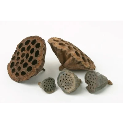 Image of Bag of 35 Dried Lotus Heads Various Sizes Christmas Floristry Product