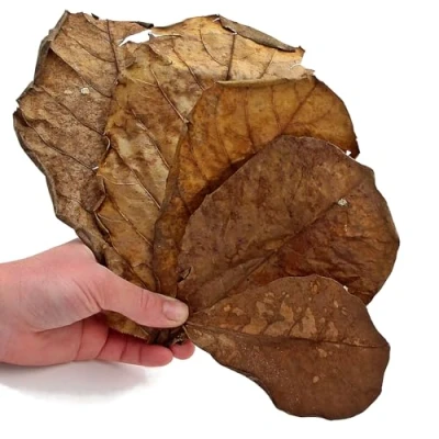 Image of 10 Terminalia Catappa leaves Shrimp Indian Almond Leaves, 25 cm, Provide Shelter and Food in Fish Aquarium Tank, Additional Source of Nutrition, Perfect for Breeding Hiding