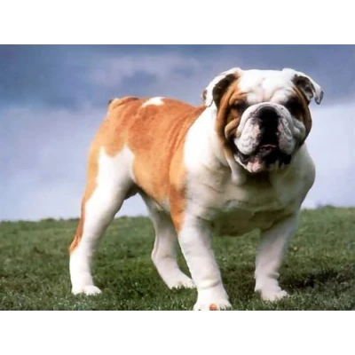 Image of FFCJJD Diamond Painting Art Kits Old English Bulldog 5D for Adults,DIY Square Full Drill Embroidery Paintings Pasted Pictures Arts Home Wall Decor(30x40cm/12x16in)