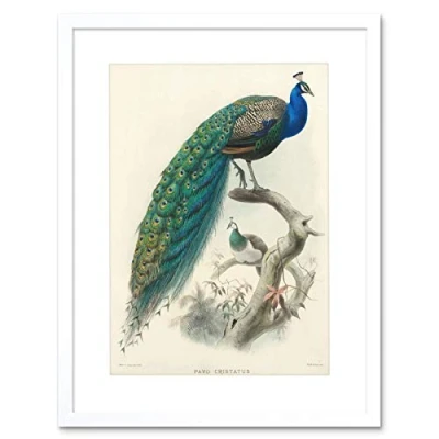 Image of Wee Blue Coo Animal Peacock Bird Scientific Pavo Cristatus Frame Art Print Picture F12X424