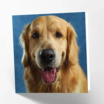 Image of Maturi Golden Labrador Dog Photographic Blank Birthday Greetings Card, 15.5 x cm