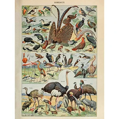 Image of Artery8 Millot Encyclopedia Page Birds Ostrich Flamingo Premium Wall Art Canvas Print 18X24 Inch