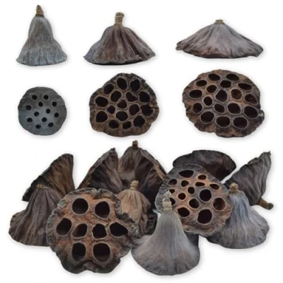 Image of celloexpress Mixed Sizes Dried Lotus Head Christmas Wreaths, Garlands, Festive Decorations, Floral Arrangements (Pack of 10)