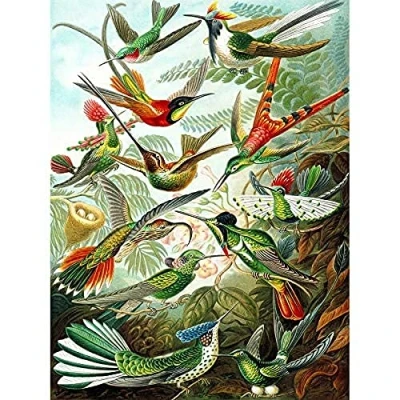 Image of Wee Blue Coo Haeckel Plate 99 Hummingbirds Unframed Art Print Poster Wall Decor 12X16 Inch