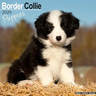 Image of Border Collie Puppies Calendar 2026