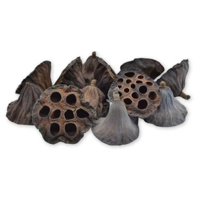 Image of celloexpress Medium Dried Lotus Head Christmas Wreaths, Garlands, Festive Decorations, Floral Arrangements (Pack of 10)