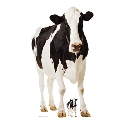 Image of Star Cutouts SC163 Lifesize Cardboard Cutout of Cow Farm Animal Perfect for collectors, fans and friends 152cm Tall