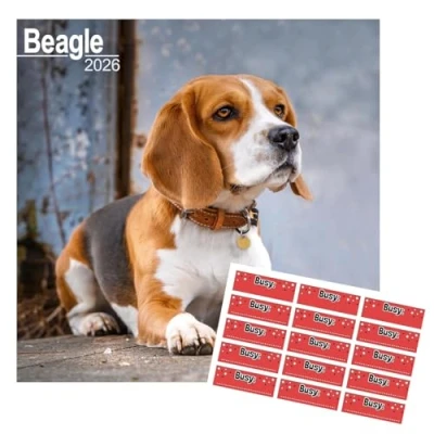 Image of Beagle Calendar 2025 Square 16 months With FREE Organisational Stickers