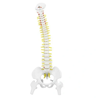 Image of Spine Model Scientific Spinal Cord with Stand Removable Flexible Human 5 Rollers 45cm for Skeleton Anatomy Study Teaching