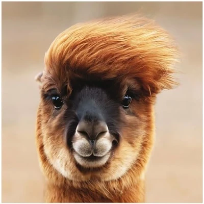 Image of Birthday/Blank Greeting Card for Him/Her Male/Female Photographic Llama Design General Suitable Birthday and Other Occasions Made in the UK Eco Friendly