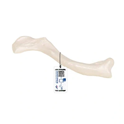 Image of 3B Scientific A45/5 Clavicle Model + free Anatomy App Smart