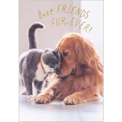 Image of Abacus Cards Funny Birthday Card Happy with &#039;Best Friends Fur ever!&#039; Dog and Cat Design Embossed Foil Details for Women, Men,