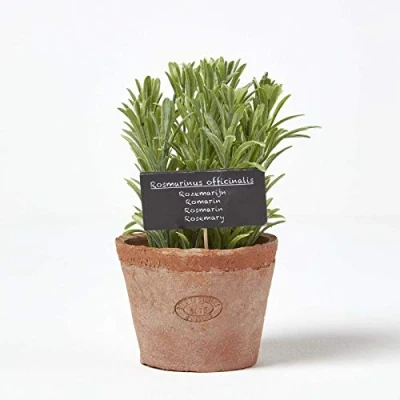 Image of HOMESCAPES Artificial Rosemary in Terracotta Pot Decorative Faux Herbs Potted Distressed Planter for Indoor Decoration, 16 cm Tall